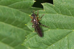 Knobbelbladjager -Dioctria rufipes