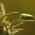 Bladroller - Groene Eikenbladroller - Tortrix viridana