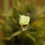 Bladroller - Groene Eikenbladroller - Tortrix viridana