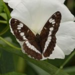 Kleine IJsvogelvlinder - Limenitis camilla