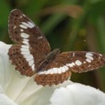 Kleine IJsvogelvlinder - Limenitis camilla