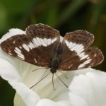 Kleine IJsvogelvlinder - Limenitis camilla