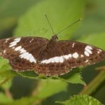 Kleine IJsvogelvlinder - Limenitis camilla