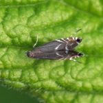 Kleine Parelmot -Glyphipterix simpliciella