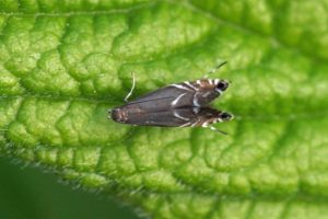 Kleine Parelmot -Glyphipterix simpliciella