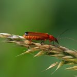 Kleine Rode Weekschildkever -Rhagonycha fulva