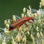 Kleine Rode Weekschildkever -Rhagonycha fulva