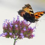 Kleine Vos - Aglais urticae