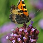 Kleine Vos - Aglais urticae