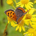 Kleine Vuurvlinder - Lycaena phlaeas