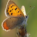 Kleine Vuurvlinder - Lycaena phlaeas