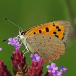 Kleine Vuurvlinder - Lycaena phlaeas