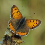 Kleine Vuurvlinder - Lycaena phlaeas