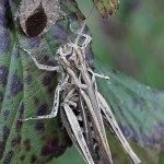 Knopsprietje - Myrmeleotettix maculatus