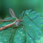 Koollangpootmug -Tipula oleracea