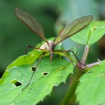 Koollangpootmug -Tipula oleracea