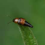 Kortschildkever- Tachyporus chrysomelinus