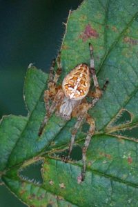 Kruisspin -Araneus diadematus