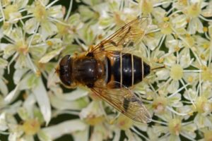 Puntbijvlieg - Eristalis nemorum