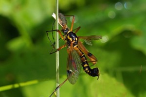 Langpootmug -Ctenophora-pectinicornis