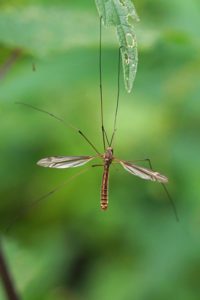 Langpootmug -Tipula lateralis