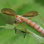 Langpootmug - Tipula paludosa