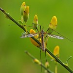 Langpootmug Tipula vernalis (zonder flits)