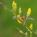 Langpootmug Tipula vernalis (met flits)