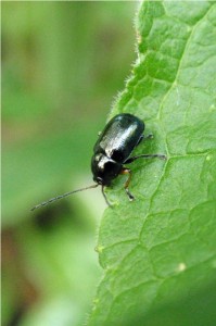 Bladhaantje - Cryptocephalus nitidus