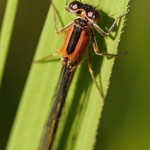 Lantaarntje -Ischnura elegans - vrouwtje