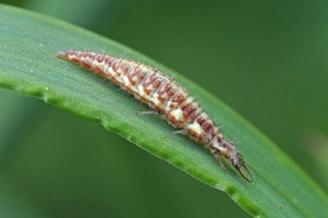 Larve Groene Gaasvlieg -Chrysoperla carnea