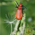 Roodkopvuurkever - Pyrochroa serraticornis