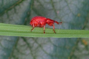 Menierood Zuringspitsmuisje - Apion frumentarium