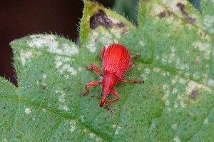 Menierood Zuringspitsmuisje - Apion frumentarium