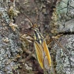 Grote Bonte Graswants - Leptopterna dolabrata