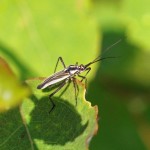 Grote Bonte Graswants - Leptopterna dolabrata