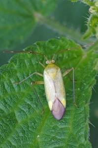 Miridae -Orthotylus