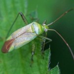 Miridae -Orthotylus