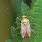 Miridae -Orthotylus