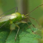 Miridae -Orthotylus