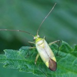 Miridae -Orthotylus