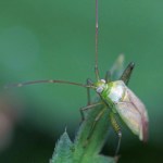 Miridae -Orthotylus