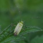 Miridae - Steilneus -Orthotylus