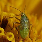 Miridae nimf -Lygus rugulipennis