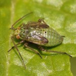 Miridae nimf -Lygus rugulipennis