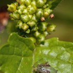 Miridae nimf -Lygus rugulipennis