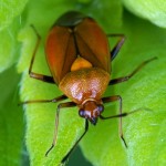 Rode Halsbandwants -Deraeocoris ruber