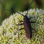 Muskusboktor - Aromia moschata