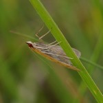 Grasmotten - Geelwitte Kruidenmot - Mecyna flavalis