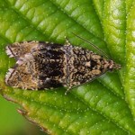 Brandnetelbladroller - Celypha lacunana